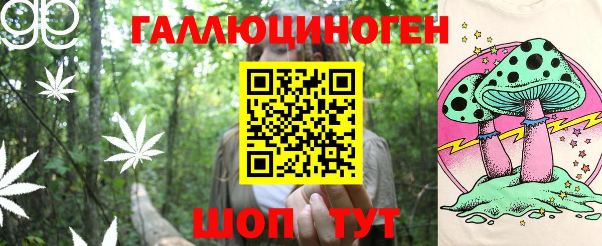 Галлюциногенные грибы Psilocybine cubensis Горно-Алтайск